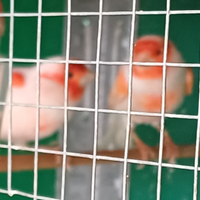 Canarini rosso mosaico lm