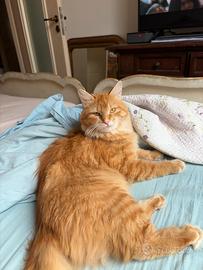 Gatto siberiano per monta