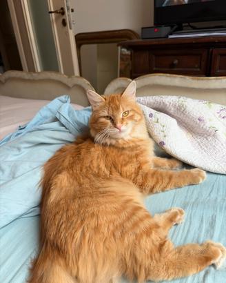 Gatto siberiano per monta