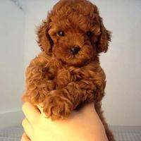 Barboncini Red TOY E MINI TOY Anche in 12 Rate