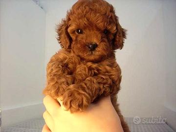 Barboncini Red TOY E MINI TOY Anche in 12 Rate