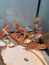 Pogona Red Monster