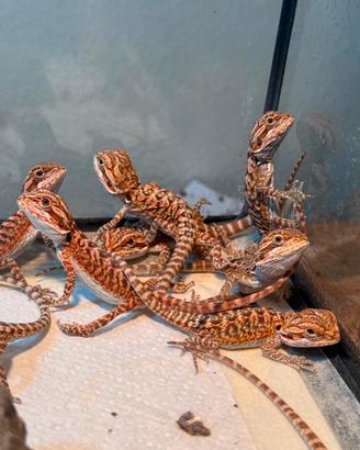 Pogona Red Monster