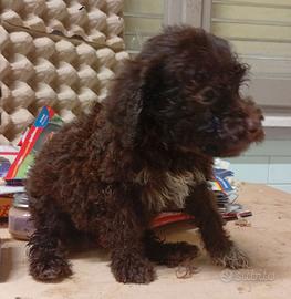 Cuccioli di Lagotto con pedigree