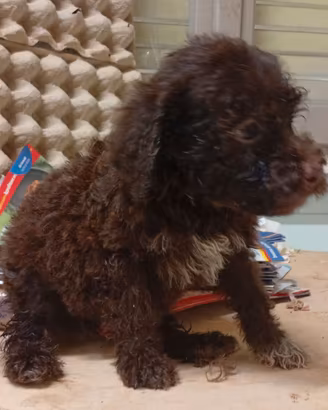 Cuccioli di Lagotto con pedigree