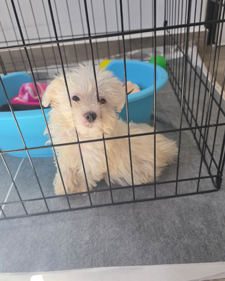 Maltese
