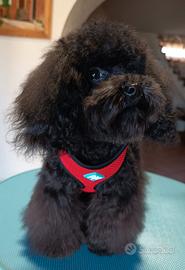 Barboncino Minitoy Nero Total Black