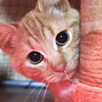 Kirc micio rosso di 3 mesi