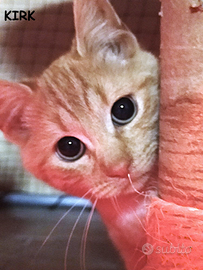 Kirc micio rosso di 3 mesi