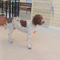 Lagotto romagnolo