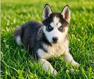 Cuccioli di Siberian Husky