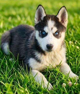 Cuccioli di Siberian Husky