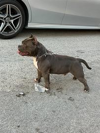 American bully