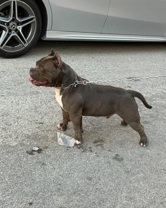 American bully