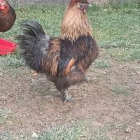 Gallo Moroseta di 13 mesi