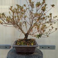 azalea satsuki pre bonsai 