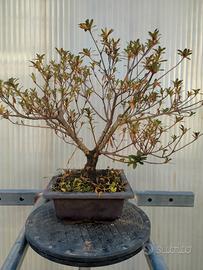 azalea satsuki pre bonsai 