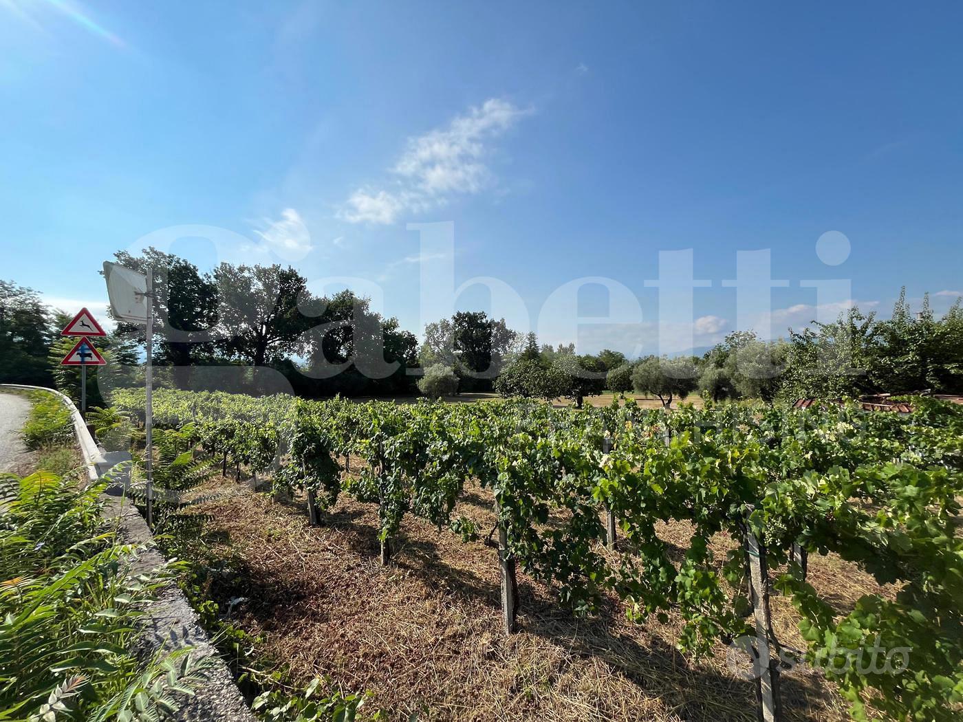 Terreno Agricolo Alife [Cod. rif 3325629VCG] - Vista 2