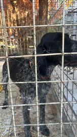 Cane da caccia ho compagnia