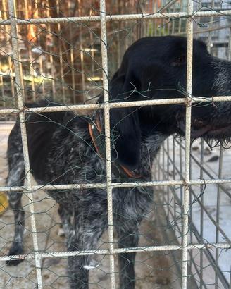 Cane da caccia ho compagnia