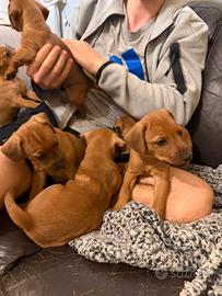 Pinscher mini