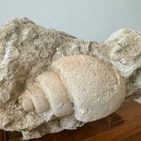 FOSSILE CONCHIGLIA IN PIETRA DI TUFO