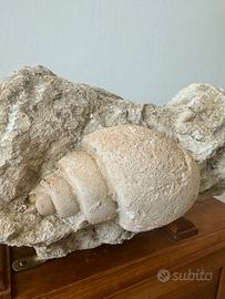 FOSSILE CONCHIGLIA IN PIETRA DI TUFO