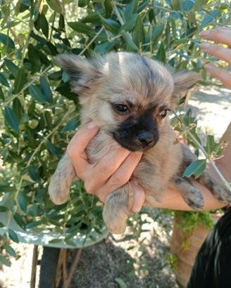 Chihuahua cucciolo pedigree
