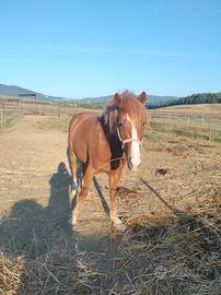 Haflinger x tpr