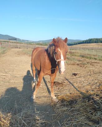 Haflinger x tpr