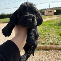 Cocker nero maschio
