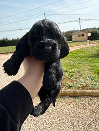 Cocker nero maschio