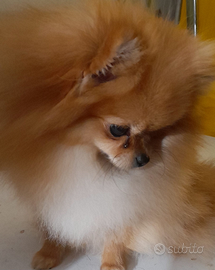 Femmina di spiz Pomerania