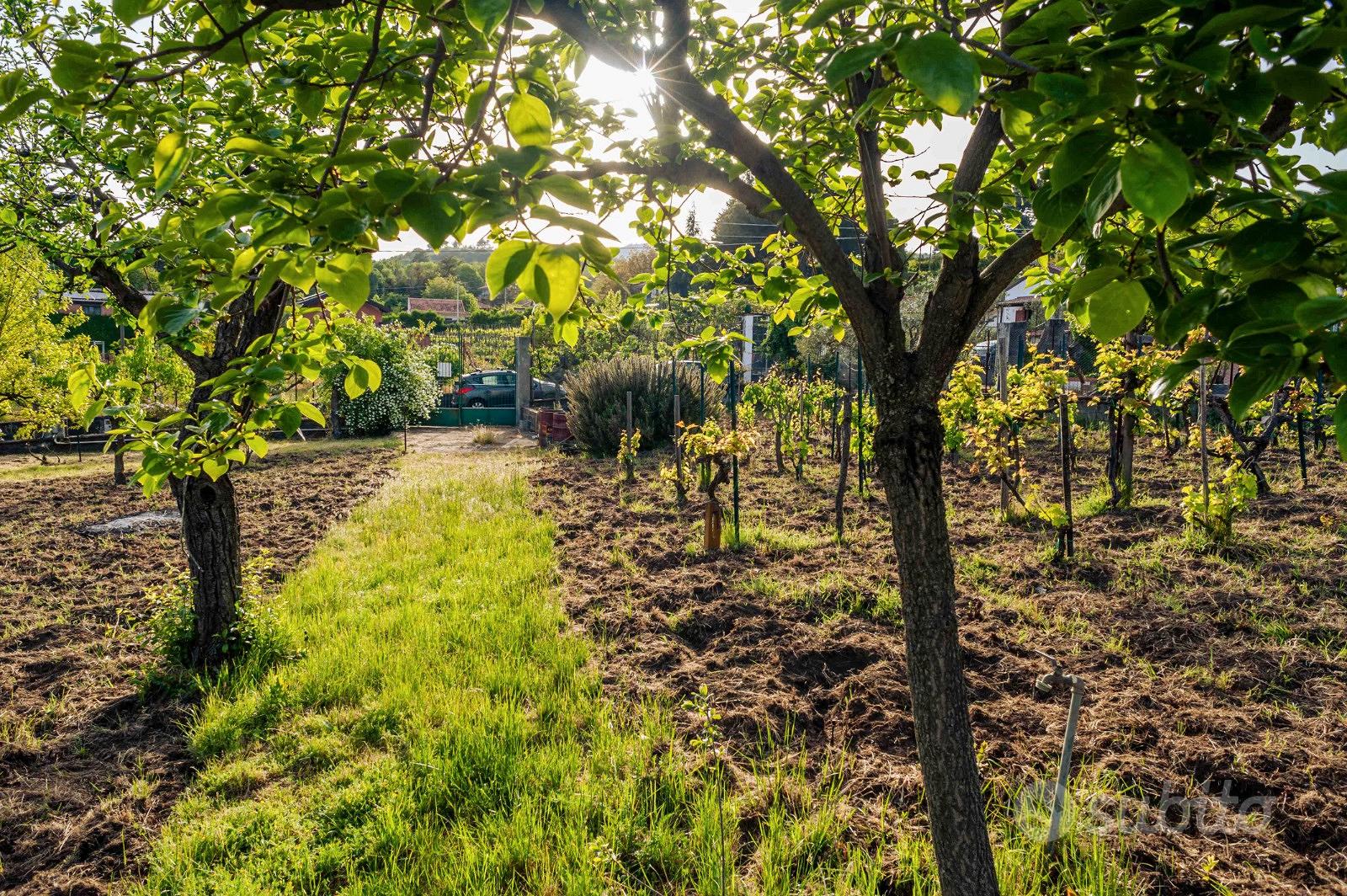 07 Pedara/Tarderia Terreno agricolo curatissimo - Vista 5