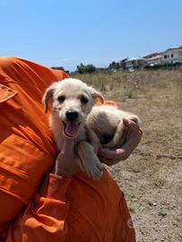 Cucciolo taglia medio piccola