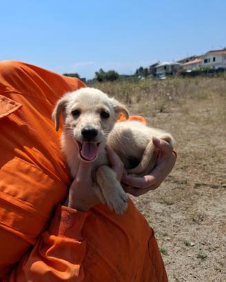 Cucciolo taglia medio piccola