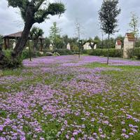 Piante di verbena hybrida in contenitori da 104 pi