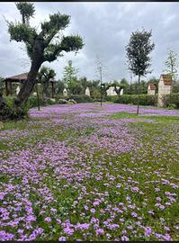 Piante di verbena hybrida in contenitori da 104 pi