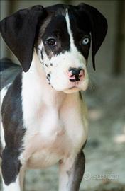 Cucciola di alano