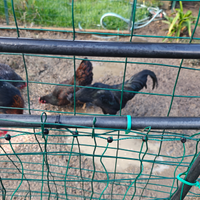 Gallo Ayam Cemani