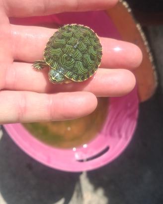 tartarughe di acqua dolce 