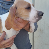 Pointer cuccioli con pedigree