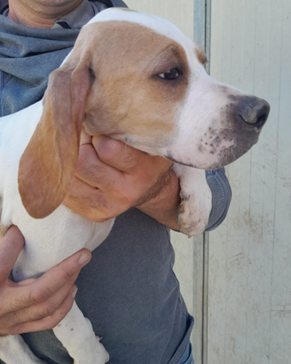 Pointer cuccioli con pedigree