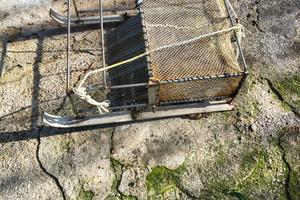 Rastrello per arselle