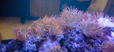 Anemone Entacmaea Quadricolor nati in acquario