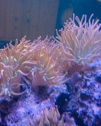 Anemone Entacmaea Quadricolor nati in acquario