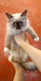 Ragdoll cuccioli
