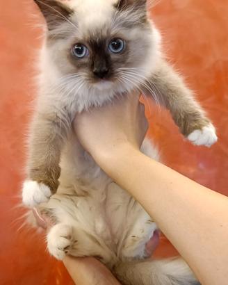 Ragdoll cuccioli