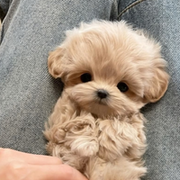 Barboncino cucciolo mini toy