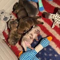 Bulldog francese femmine
